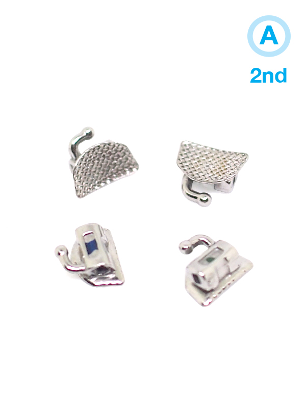 2nd Molar Model A